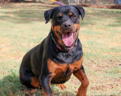 Bubba: 20 Month-Old Rottweiler