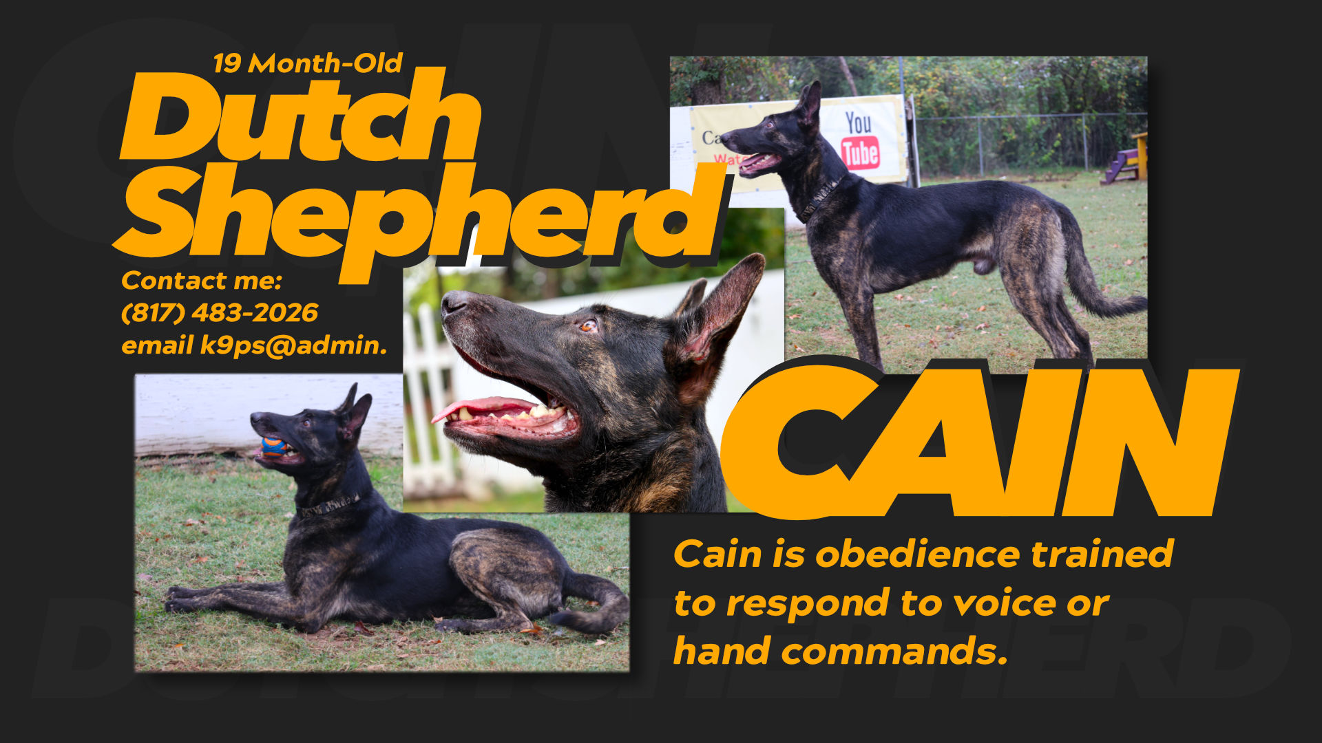 Dutch Shepherd | Cain