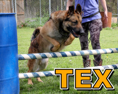 Tex: Trained Dog For Sale